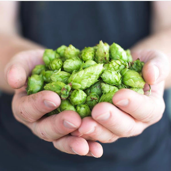 Wet Hops