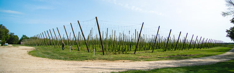 Hop Growing Supplies